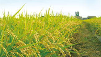稲穂の写真