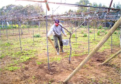 土壌づくりの写真
