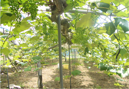 ぶどうのカバーの写真