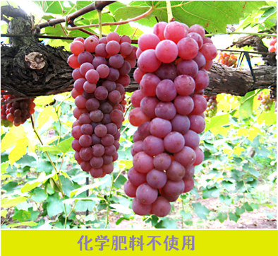 化学肥料不使用